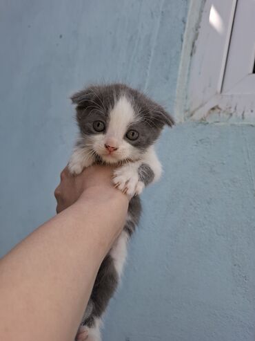 bengal pişik: Самка, Самовывоз