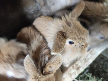 dekarativ heyvanlar: Balaca şirin holland lop balaları. Almağa tələsin. Məhdud saydadır