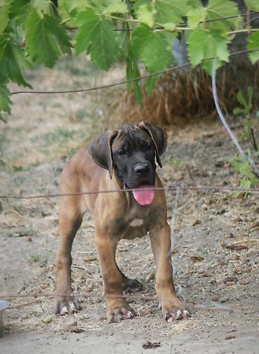 Psi: Cane Corso štenci U ponudi veoma perspektivni štenci iz različitih — 9