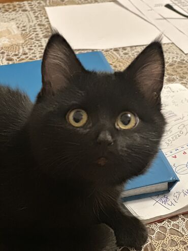 куда можно отдать кошку в бишкеке: Кошка даром: Беспородная, 3 месяца, Мальчик, Приучена к лотку, Проглистована, С документами