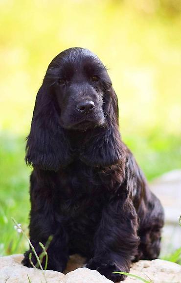 cane corso štenci: Engleski Koker Spanijel stene vrhunskog kvaliteta i pedigrea. Od — 1