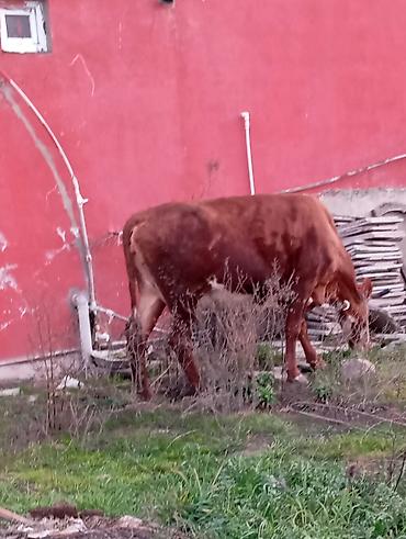 Inəklər, öküzlər: Satılır: qara rəngli danalıq inək - Cins: yerli tip, qara rəng, alın — 9