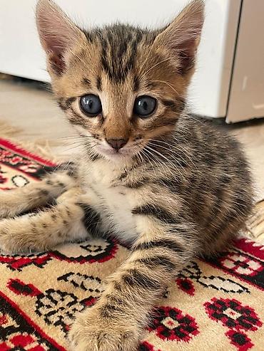 кошки сиамская: Бенгальская, 2 месяца, Девочка, Биколор, Приучена к лотку — 3
