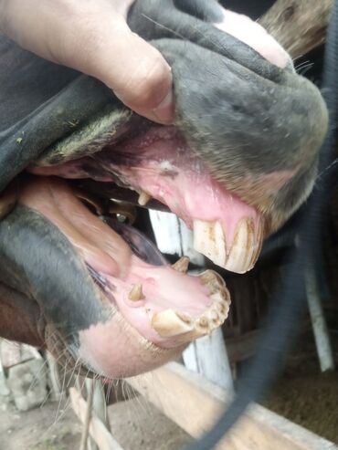 Лошади, кони: Продаю | Жеребец | Конный спорт, Для разведения, Рабочий | Племенные, Осеменитель, Мерин — 8