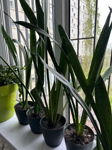 грунт для комнатных растений: Сансевиерия - самое неприхотливое и не убиваемое комнатное растение!