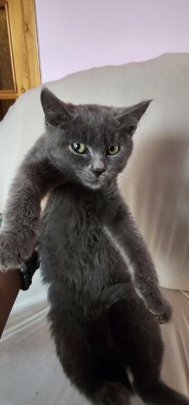 котята донского сфинкса: 3 месяца, Мальчик