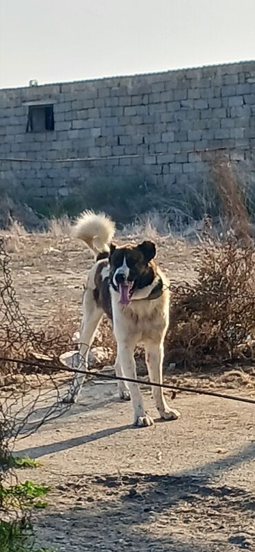 İtlər: Qurdbasar, 1 il, Erkek, Peyvəndli, Ödənişli çatdırılma — 6