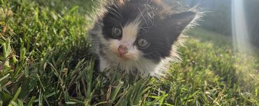 породистые щенки бесплатно: Котята отдадим даром