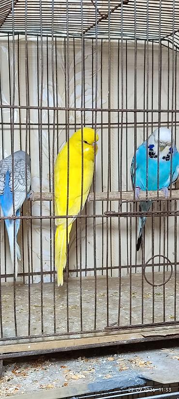 Попугаи: Məhsul: üçün mayalarda,spenqldi aylıq,sarı temiz çex iki ay yarım,qoy — 4