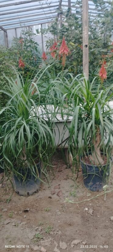 Otaq bitkiləri: Qablı dekorativ bitkilər - Portulacaria afra (fil qulağı/spekboom) – — 5