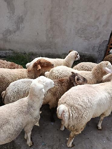 ucuz heyvanlar: Qurbanlıq quzular satılır, diri çəkisi 11 AZN və ya təmiz əti 21-22 — 4