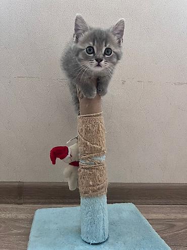 Pişiklər: Britan — 5