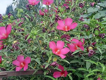 сортовые гибискусы: Саженцы/черенки гибискуса садового (Hibiscus moscheutos, болотный — 1