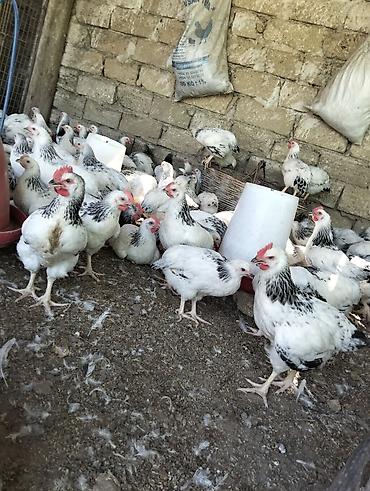 Toyuqlar: Toyuq, Damazlıq — 8