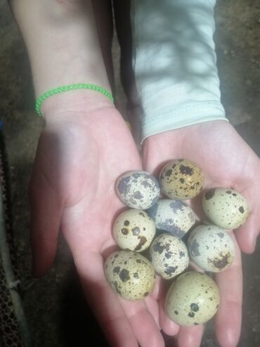 страусиное яйцо купить: Пищевые перепелиные яйца, Беловодское!