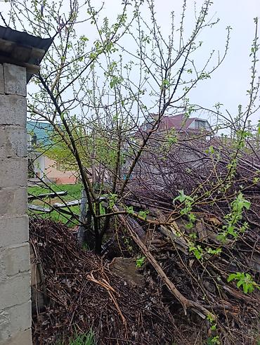 Слива: Саженцы плодовых деревьев (садовые Черешня кокон гилас 5штук Абрикос — 4