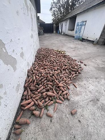 Морковь Оптом