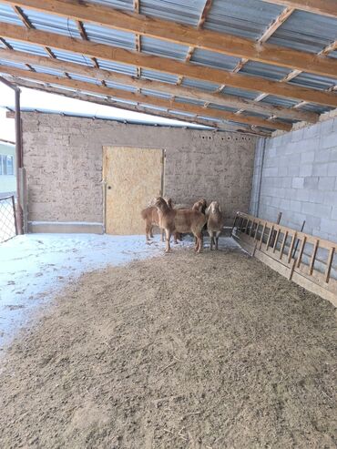 Бараны, овцы: Продаю | Овца (самка), Ягненок | Арашан | Для разведения | Ярка — 7