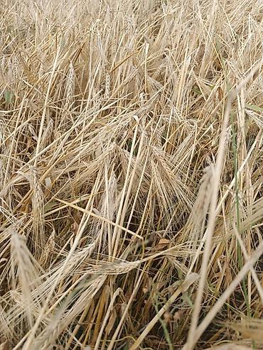 Зерновые культуры: Яровой ячмень, сорт „Космос " второй репродукции. Урожай 2025 — 11