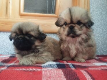 İtlər: Pekines, Erkek, Peyvəndli, Ünvandan götürmə — 9