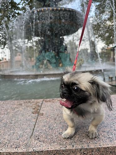itlerin davasi: Pekines, Dişi — 2
