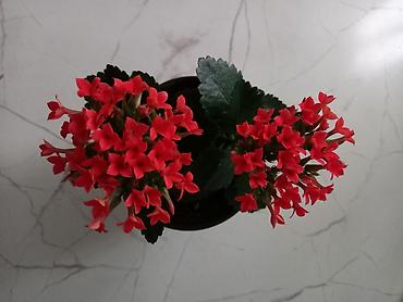 Садовые цветы и кустарники: Рассада цветка: Самовывоз — 15