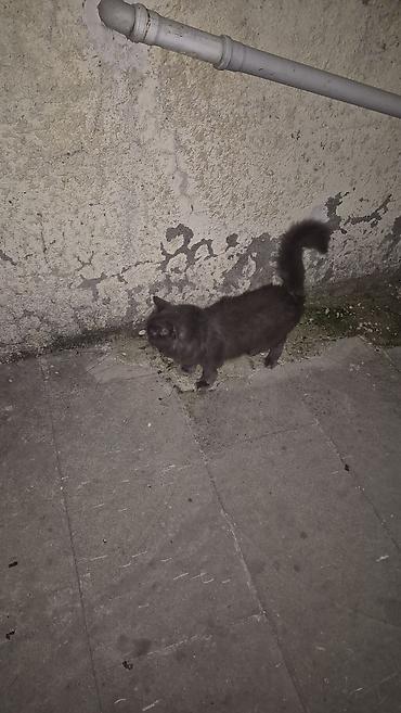 pişiklər ucuz: Boz tüklü pişik – uzun quyruqlu, orta ölçülü, yumşaq və sıx — 4