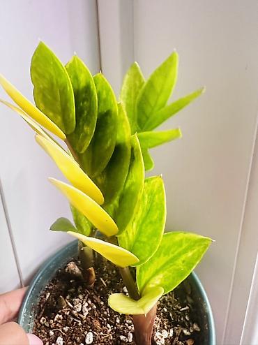 ph down: Замиокулькас вариегатный (Zamioculcas zamiifolia, форма с пёстрыми и — 1