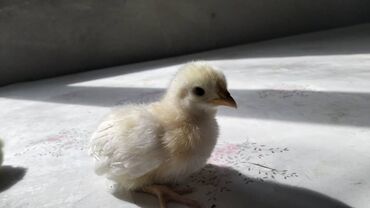 бойцовые птицы: Адлер цыплята продаю вывод был 5 апреля 27 шт есть в наличии по 150