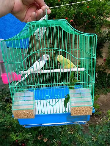 Tutuquşları: Korella əl quşu bala hazir cut kime hansi lazimdisa var sarilar 45-50 — 19