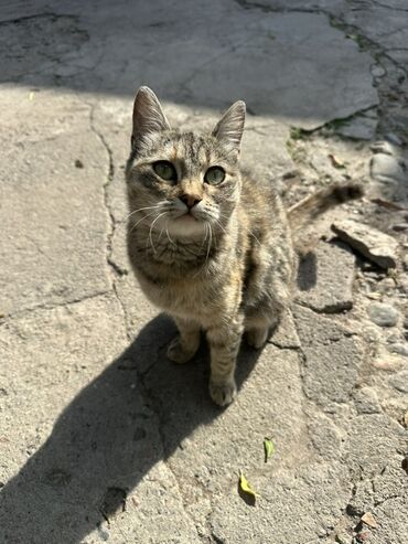 купить кошку сфинкс: Кошка даром: Беспородная, Девочка, Метис