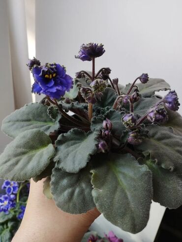продаю или меняю обмен: Продаю фиалки есть детки