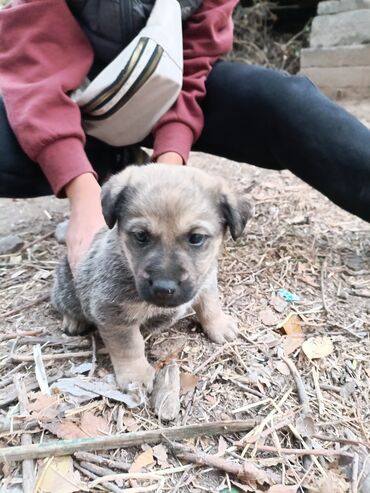голден ретривер цена: Бедный маленький щенок потерялся, без мамы!