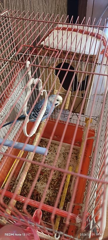 попугай ара цена: Papuqay satılır dir ədətdi tayı uçub tək qalıb yaxşı quşdu qəfəs+yuva — 3