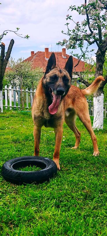 Dogs: Štenci belgijskog ovčara malinoa ženke . Roditelji su radni psi sa — 3