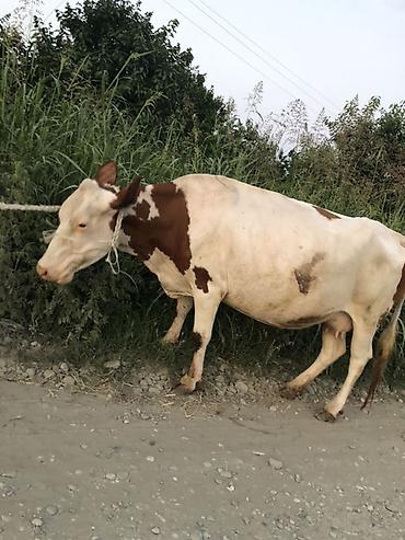 sud veren inek satilir: Dişi, il: 5, 2000 kq, Südlük, Ünvandan götürmə — 2