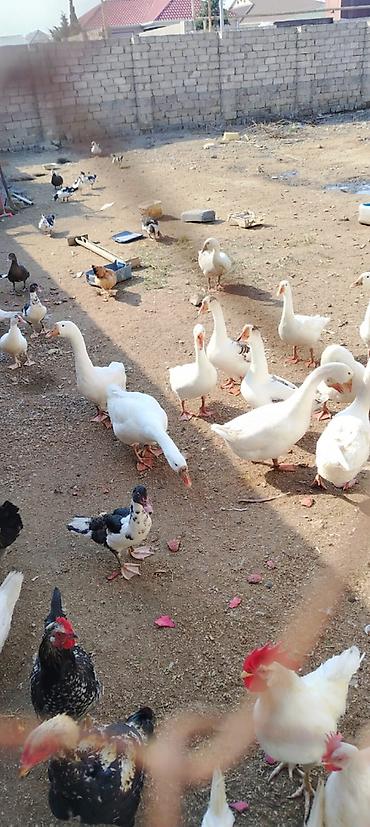danisan qus: Bu ilin cavan quşları satılır. Hamısı cavandır və sağlamdır. Qazlar — — 4