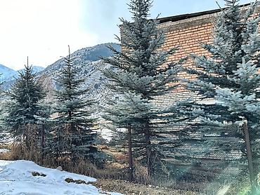 Ель: Продам 5шт голубых елей 5 молоденьких красующих красавиц высокие — 9