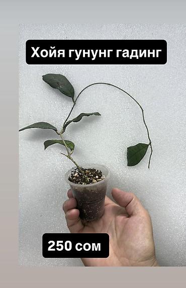 Хойи: Хойя (Hoya) Nui 400 сом( Hoya macrophylla 250 сом Хойя — 26