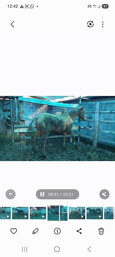 Лошади, кони: Продаю | Жеребенок | Дончак | Для разведения | Племенные — 20