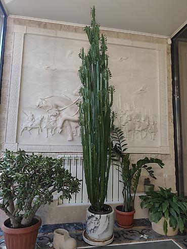 Молочайлар: Высокий комнатный суккулент Euphorbia trigona (молочай треугольный) — 1