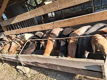 Животные: Продаю | Баран (самец) | На забой — 4