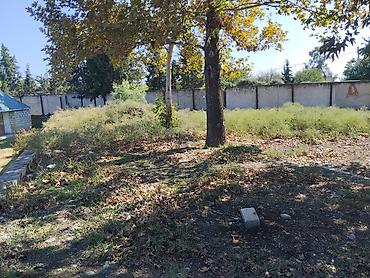 kirayə ev 20 ci sahə: 42 sot, Biznes üçün, Makler, Kupça (Çıxarış) — 9