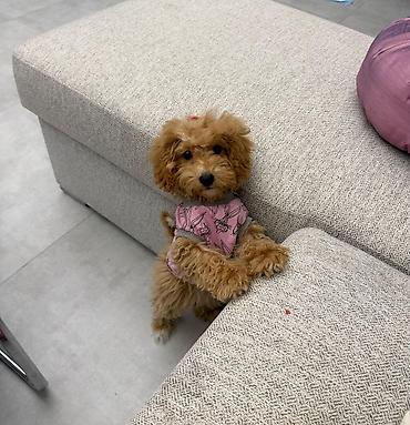 maltipoo mini: Maltipu (Maltipoo) balası – dişi Rəng: “ice gold” / buzlu krem Doğum — 3