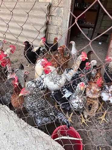 itler satisi: İlk günündən özüm böyütdüyüm heyvanlardi hər biri sağlamdir fərələr — 8
