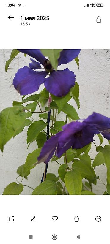 Clematis saplings: Клематис лиановидный, крупноцветковый, двух окрасов: - — 10
