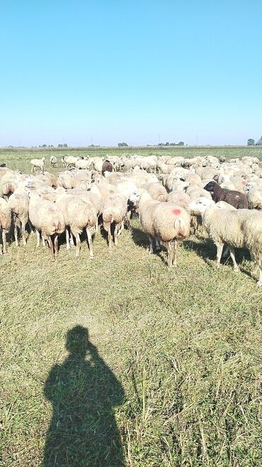 Qoyunlar, qoçlar: Qoyun sürüsü – ət və süd istiqamətli yerli cinslər - Şəkillərdə geniş -da lalafo.az — 21 Qoyunlar, qoçlar: Qoyun sürüsü – ət və süd istiqamətli yerli cinslər - Şəkillərdə geniş — 21