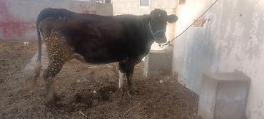 Коровы, быки: Продаю | Корова (самка) | Полукровка | Для молока | После отела — 6
