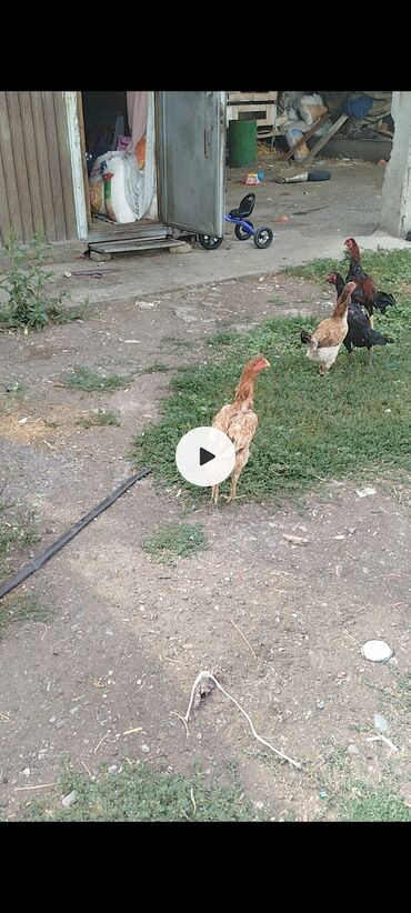 ящик для цыплят: Продается куры дакан все годовалые и есть один петух