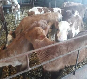 Коровы, быки: Продам бычки Ангус симентал герофорд оптом от 3 месяцев с доставкой